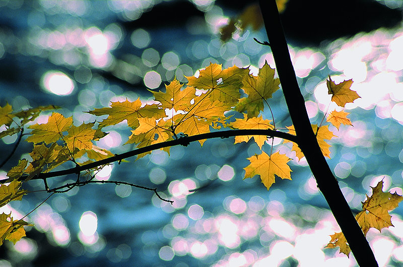 zur Übersicht Herbst