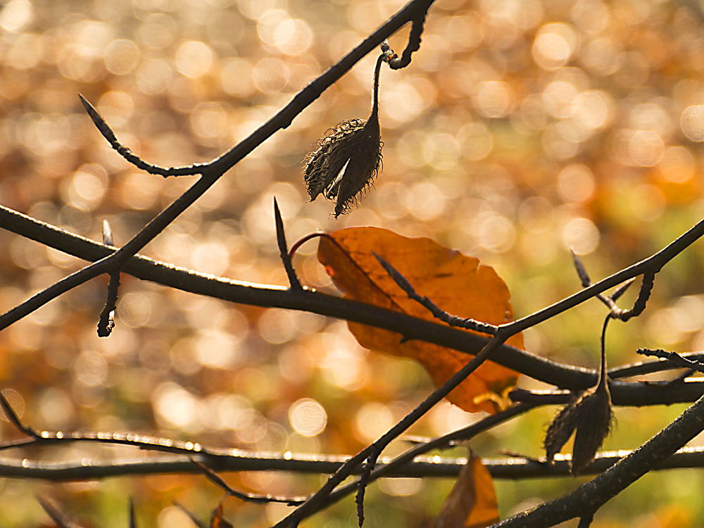 zur Übersicht Herbst 2