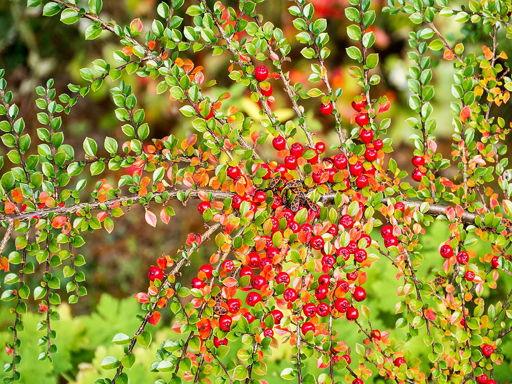 zur Übersicht Herbst 3