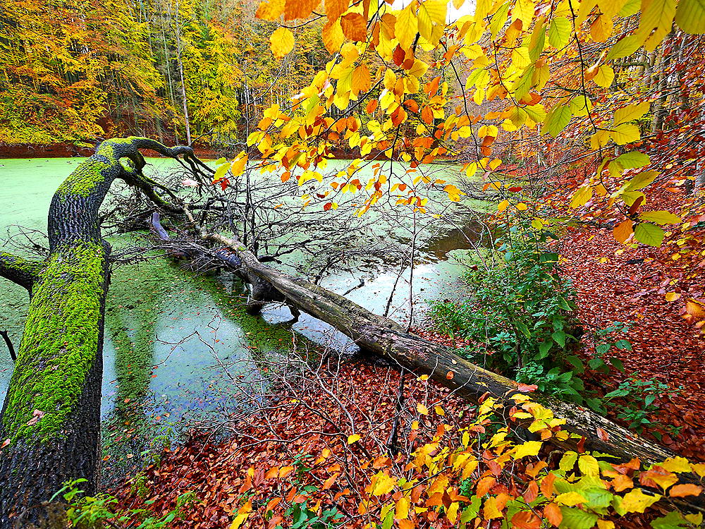 zur Übersicht Herbst 3