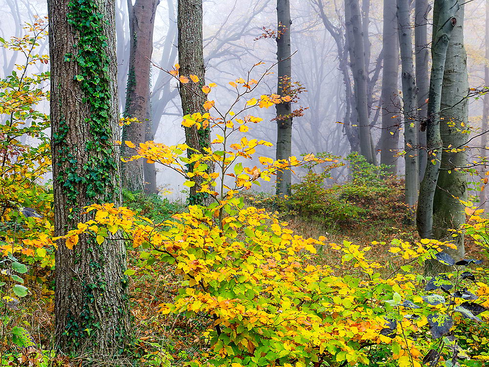 zur Übersicht Herbst 3