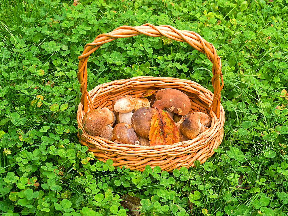 zur Übersicht Herbst 3