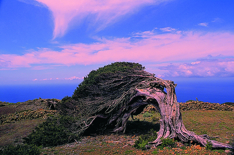 zur Übersicht El Hierro