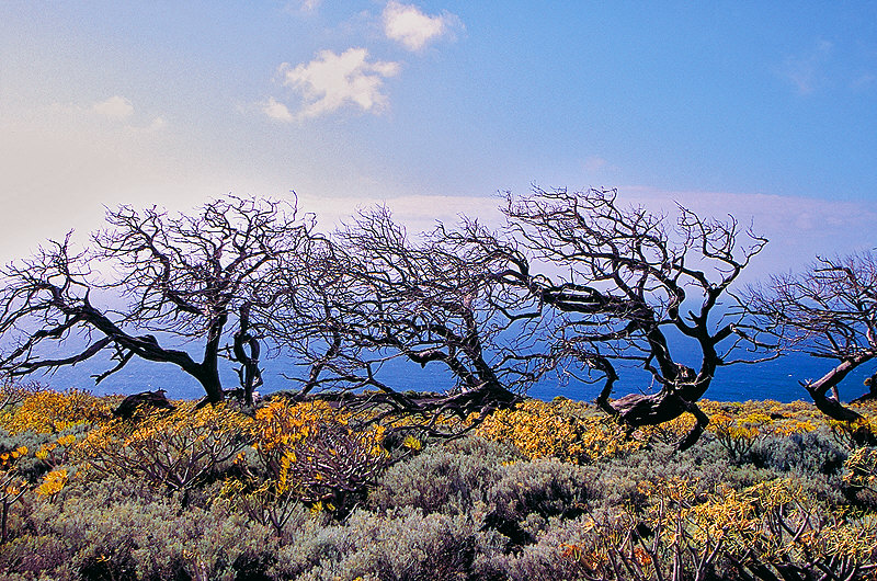 zur Übersicht El Hierro