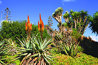 Botanicactus-Garten Nahe Cofete 