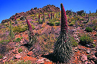 Teneriffa, "Echium wildpretii"