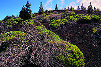 Teneriffa, Las Canadas N.P.