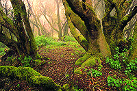 La Gomera, Bosque del Cedro