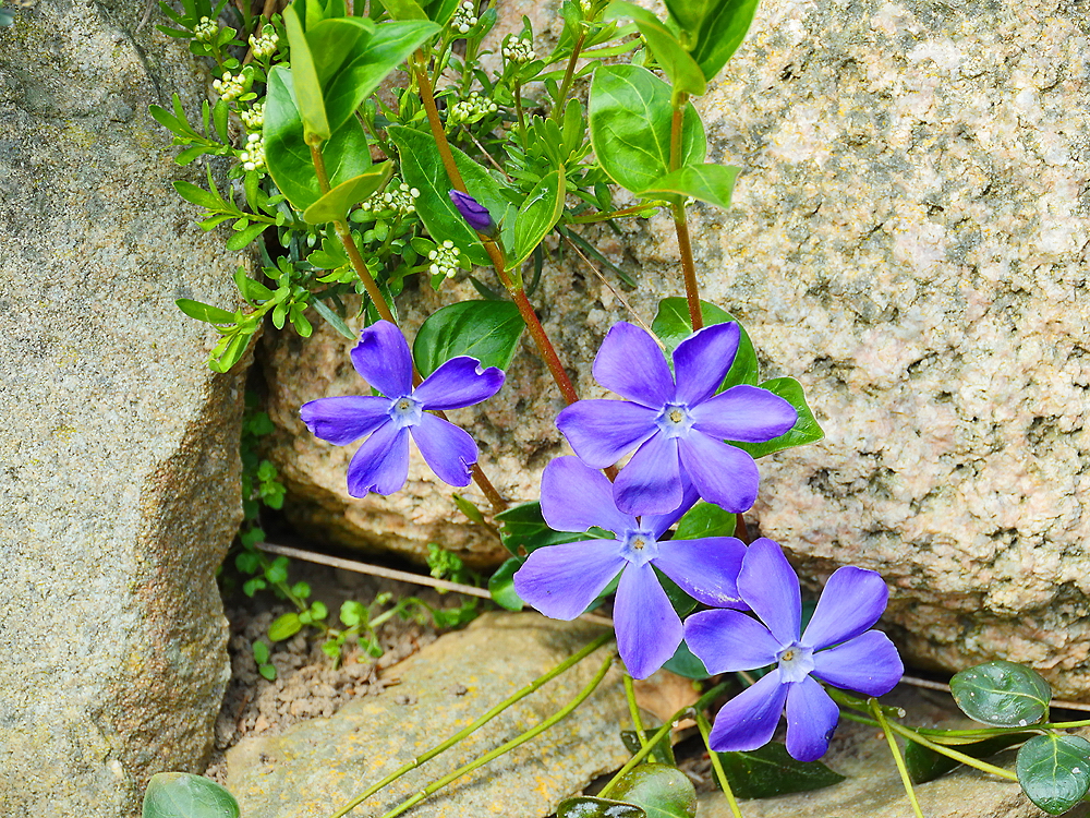 zur &Uuml;bersicht Lebensr&auml;ume 4