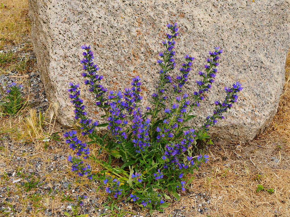zur &Uuml;bersicht Lebensr&auml;ume 4