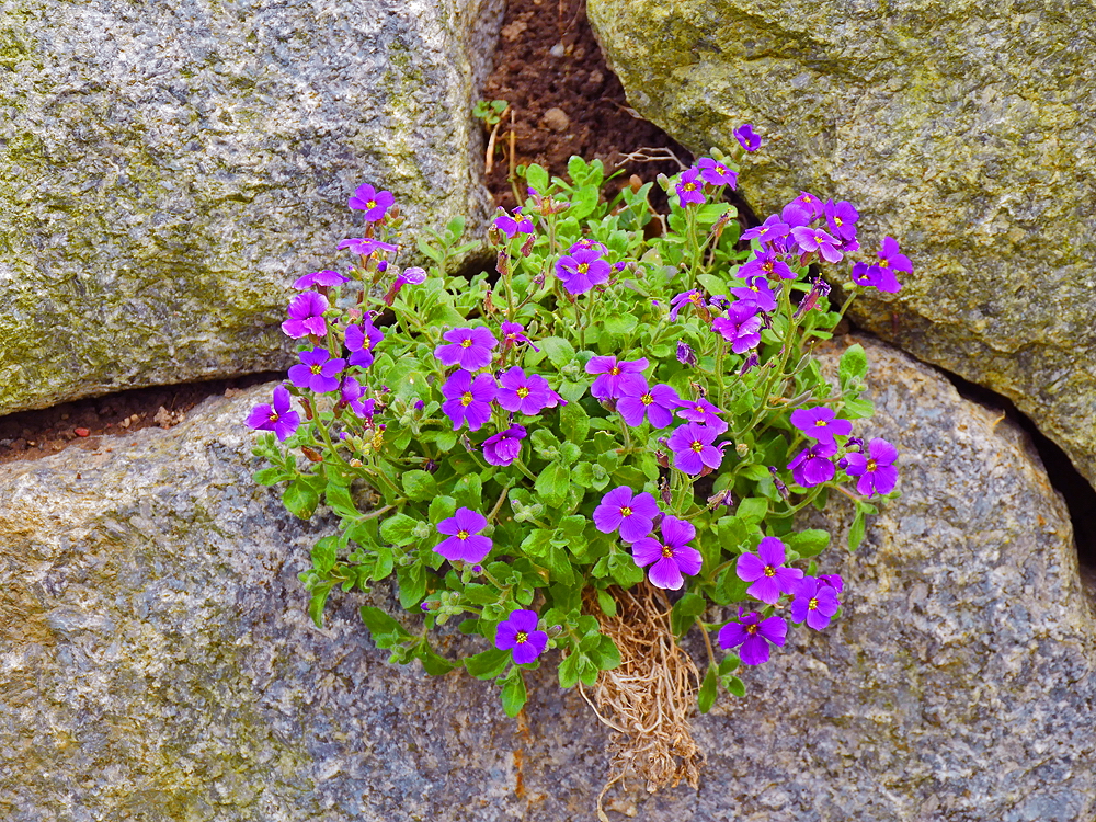 zur &Uuml;bersicht Lebensr&auml;ume 4