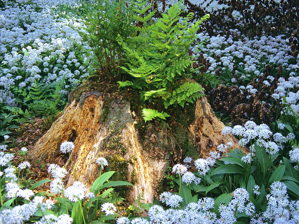 zur &Uuml;bersicht Lebensr&auml;ume 4