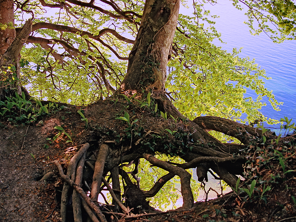 zur &Uuml;bersicht Lebensr&auml;ume 4