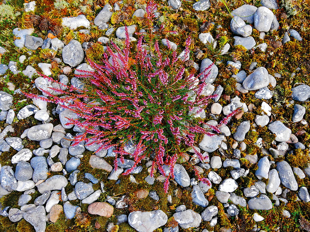 zur &Uuml;bersicht Lebensr&auml;ume 6