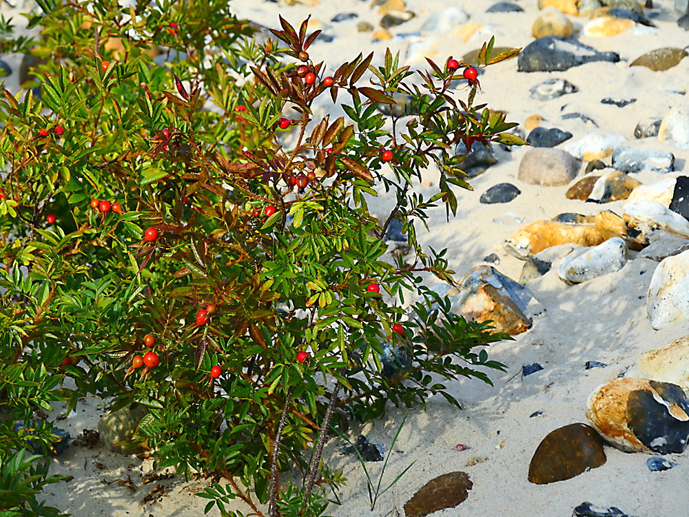 zur &Uuml;bersicht Lebensr&auml;ume 6