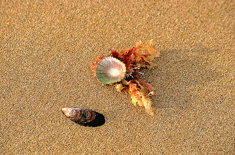 zur Übersicht Muscheln 1