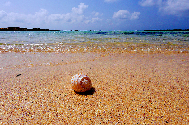 zur Übersicht Muscheln 1