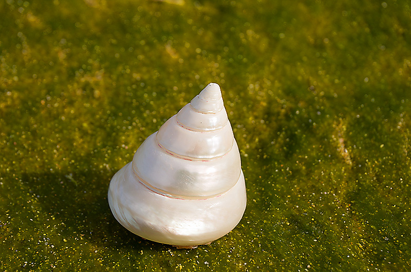 zur Übersicht Muscheln 2