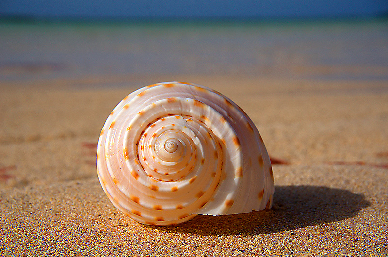 zur Übersicht Muscheln 2