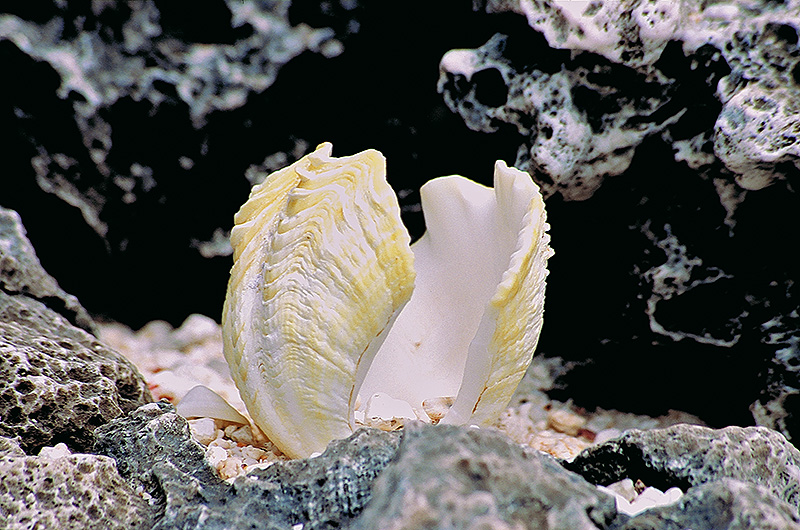 zur Übersicht Muscheln 2