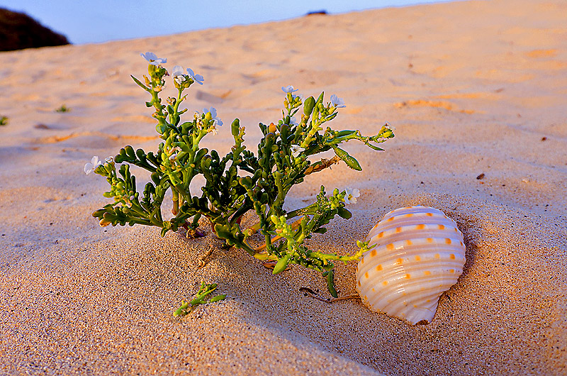 zur Übersicht Muscheln 2