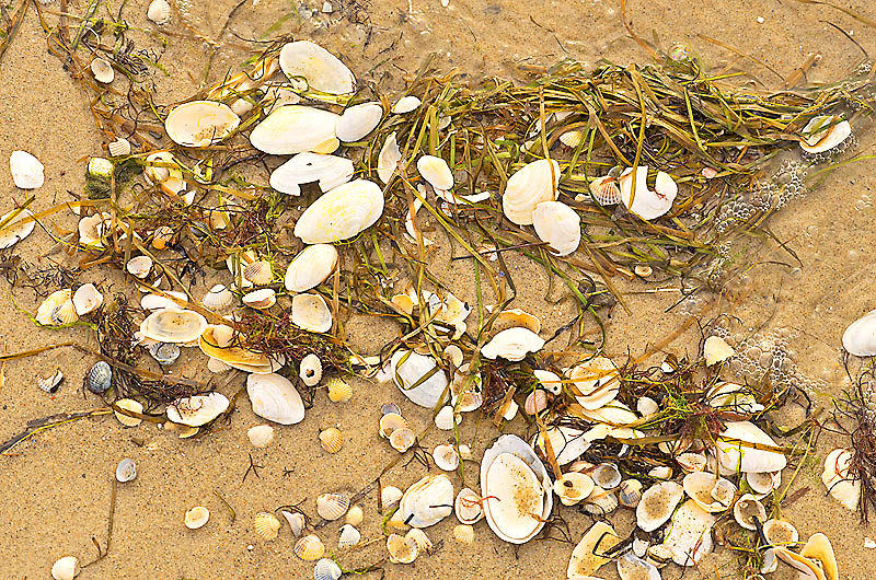 zur Übersicht Muscheln 3