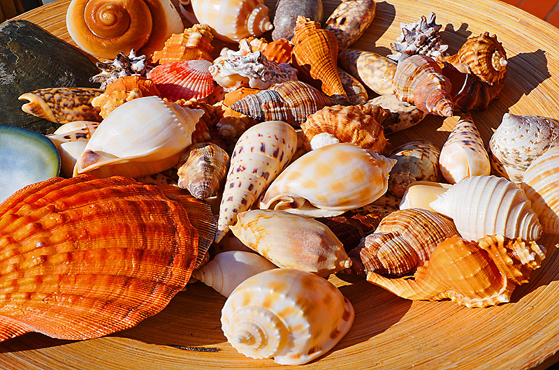 zur Übersicht Muscheln 3