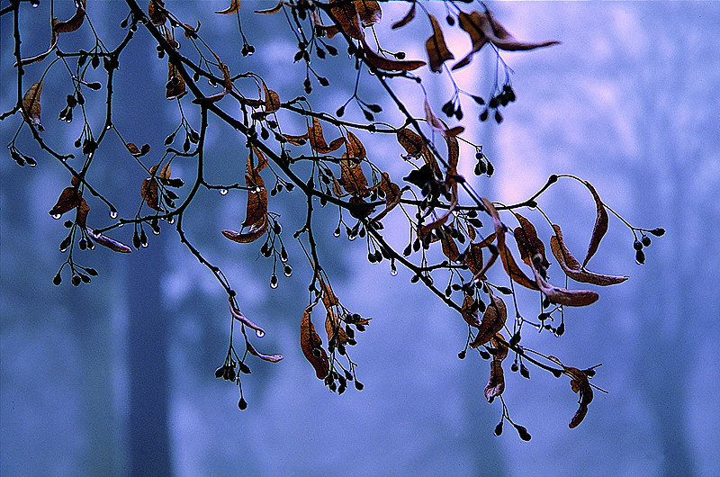 zur Übersicht Nebel I