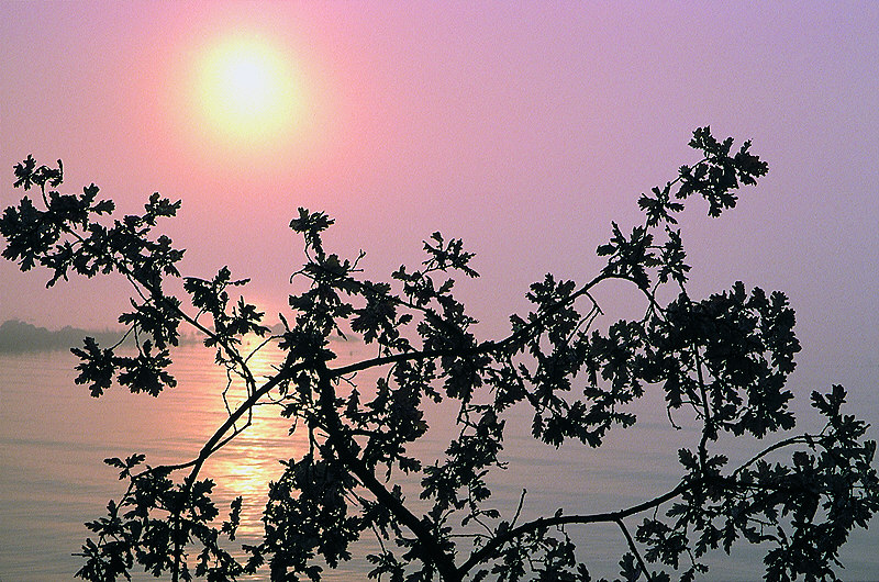 zur Übersicht Nebel II