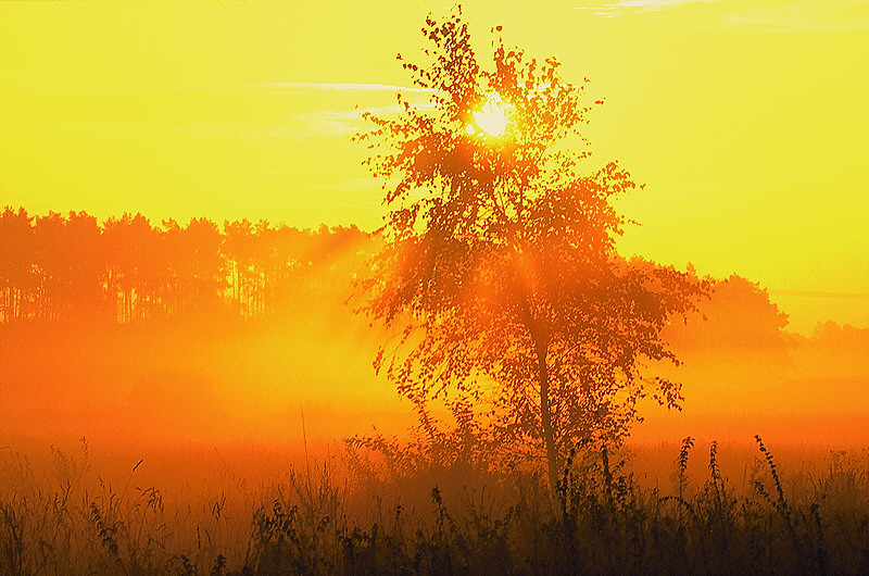 zur Übersicht Nebel II