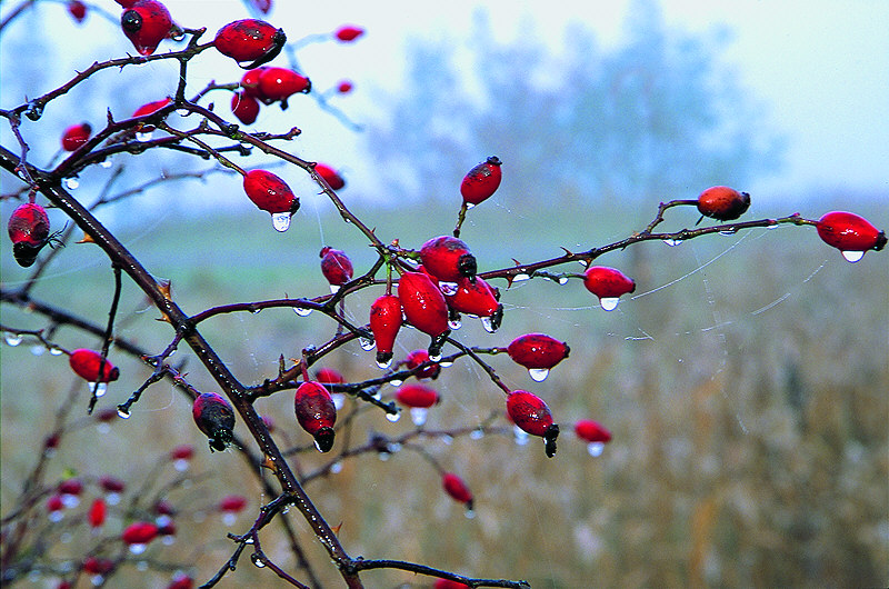 zur Übersicht Nebel III