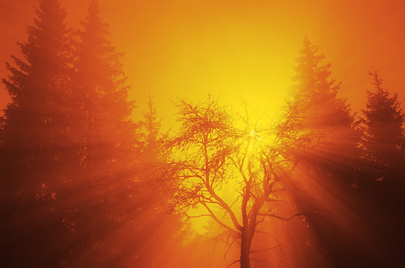 zur Übersicht Nebel 4