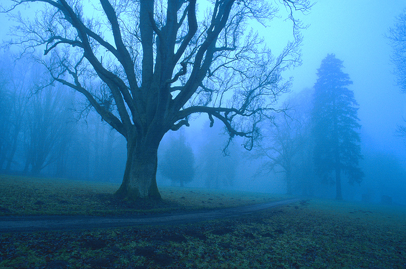 zur Übersicht Nebel 4
