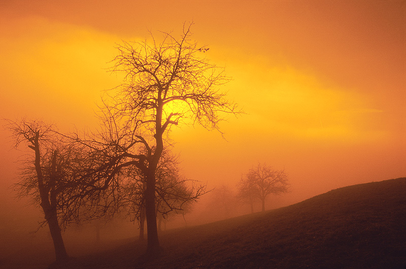zur Übersicht Nebel 4