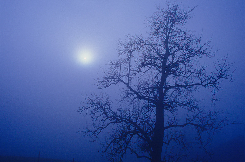 zur Übersicht Nebel 5