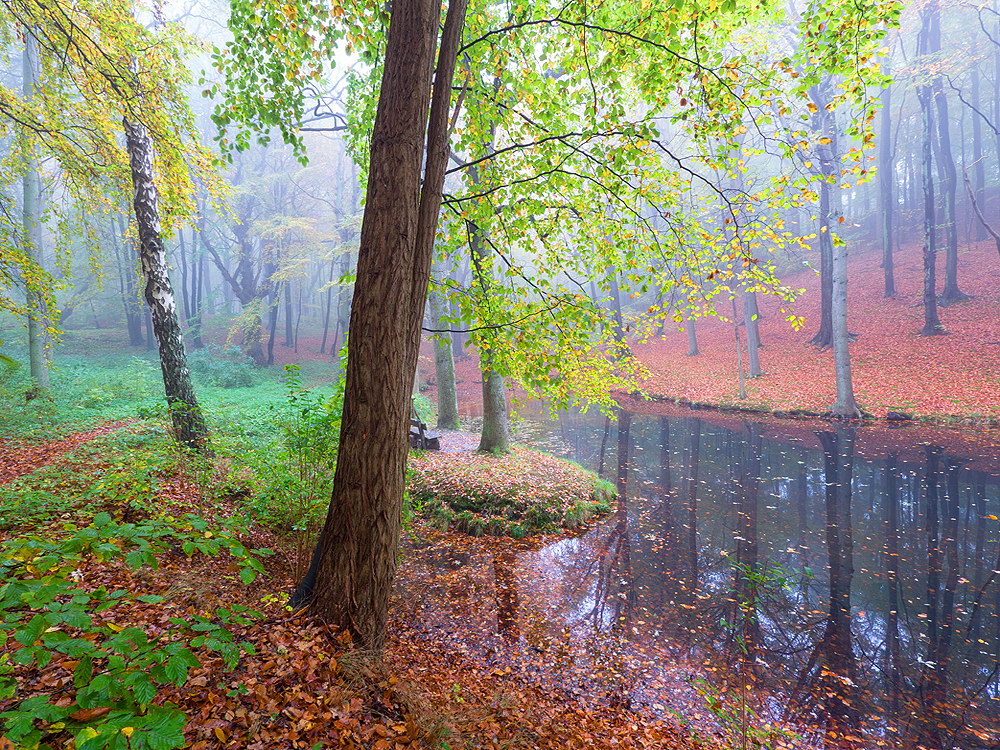 zur Übersicht Nebel 6