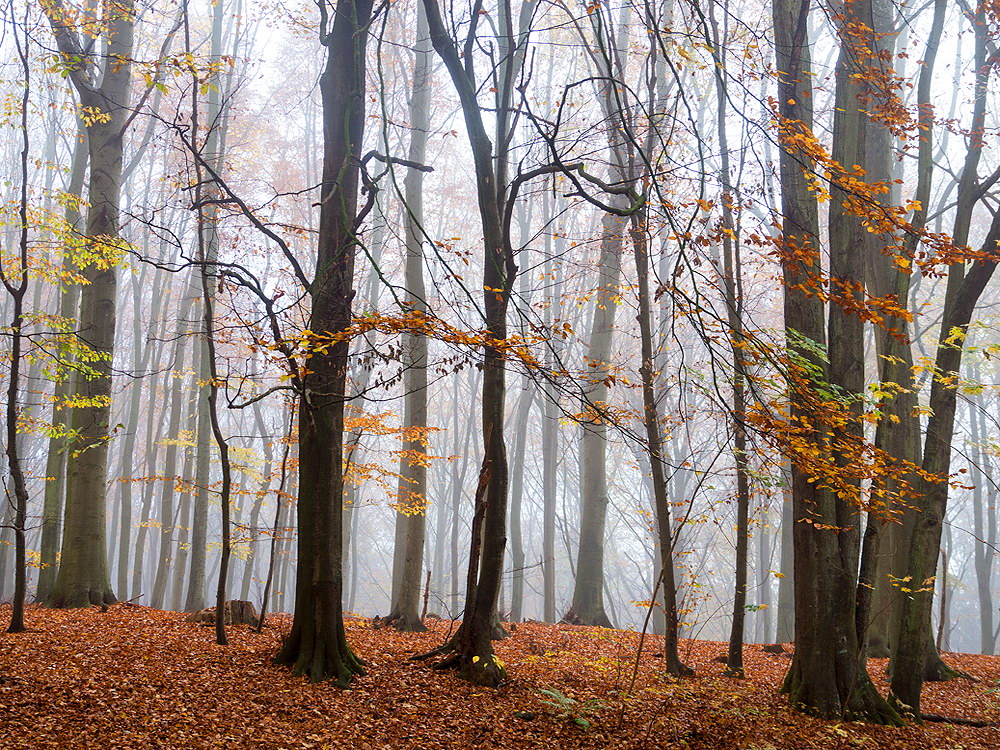 zur Übersicht Nebel 6