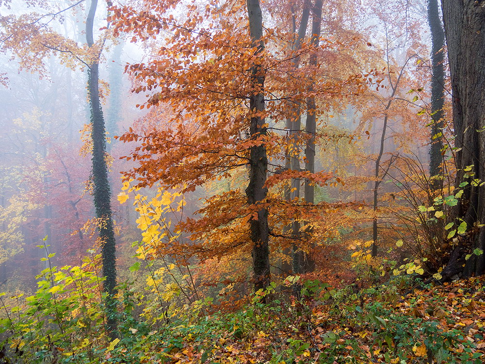 zur Übersicht Nebel 6