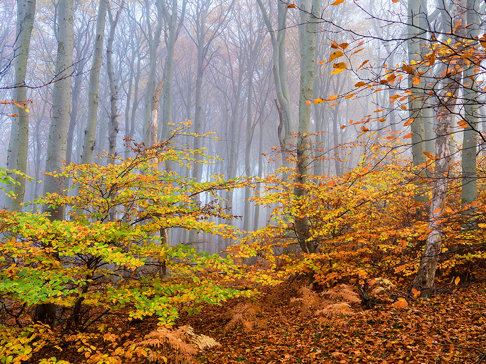 zur Übersicht Nebel 6