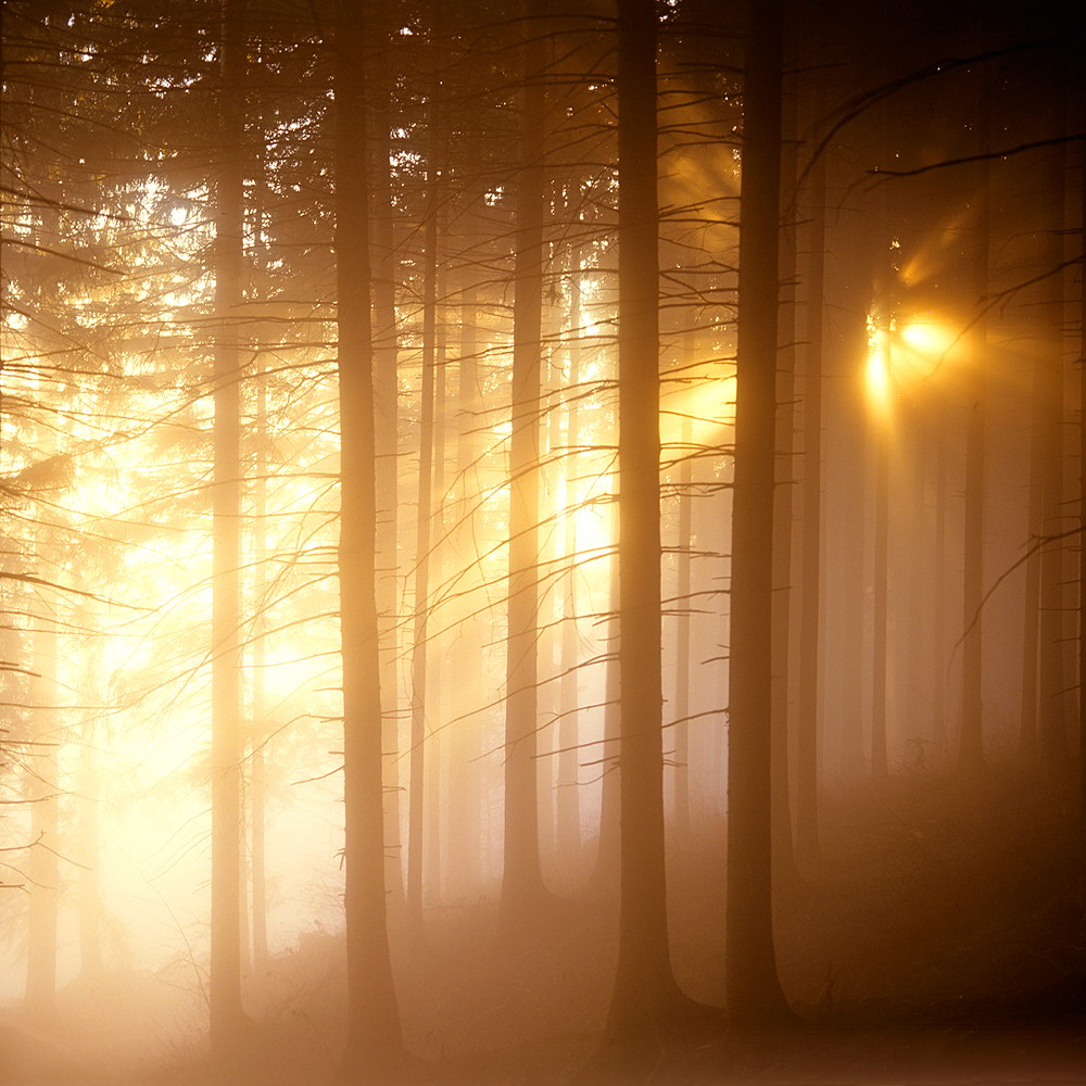 zur Übersicht Nebel 7