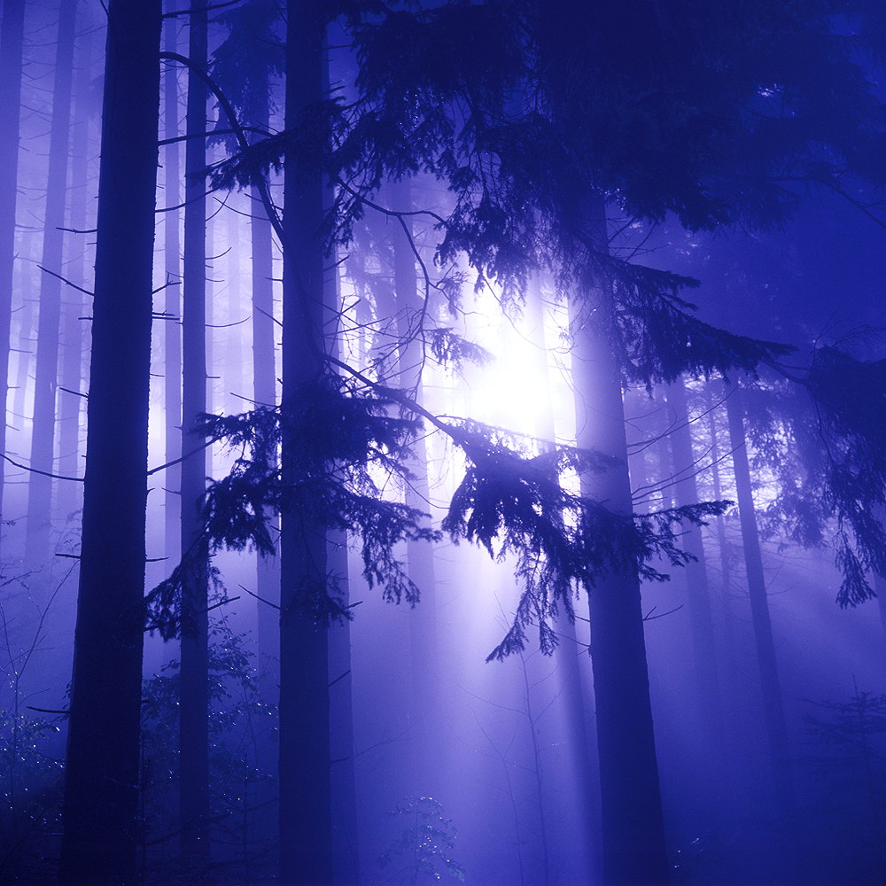zur Übersicht Nebel 7