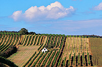 Weinviertel bei Klein Hadersdorf