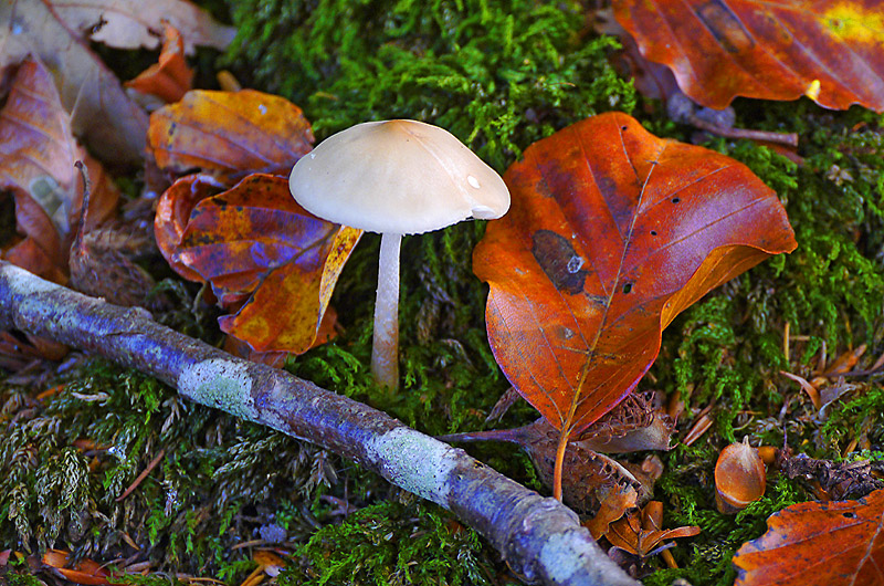 zur Übersicht Pilze I