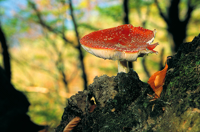 zur Übersicht Pilze I