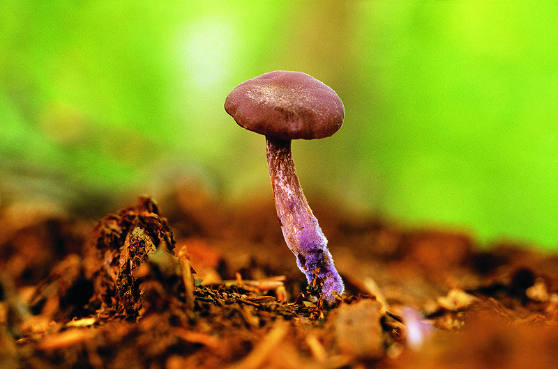 zur Übersicht Pilze I
