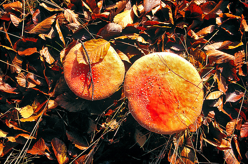 zur Übersicht Pilze I