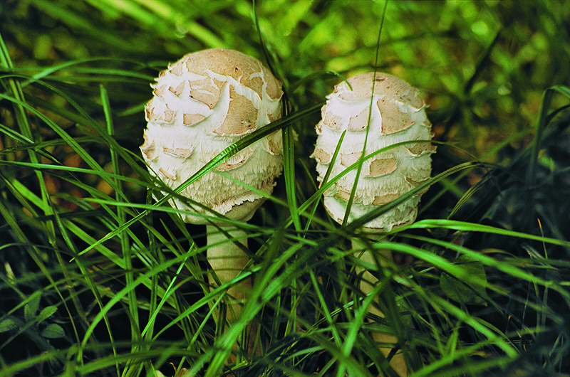 zur Übersicht Pilze I