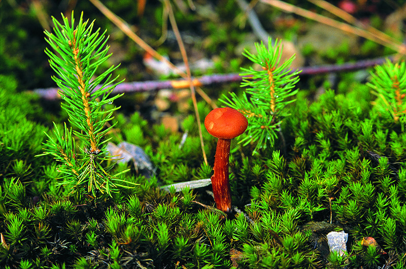 zur Übersicht Pilze I