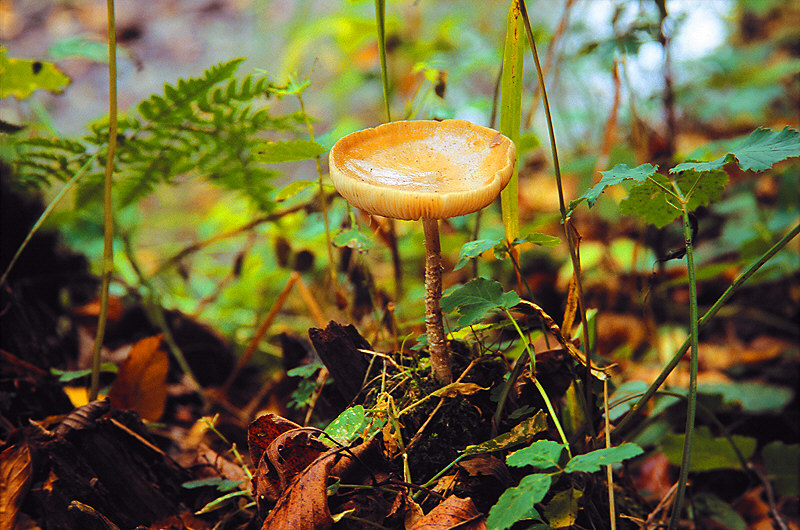 zur Übersicht Pilze I