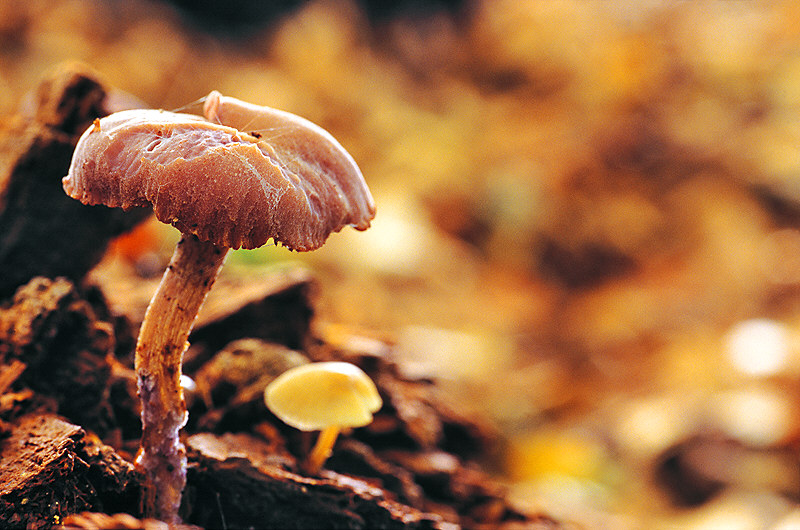 zur Übersicht Pilze II